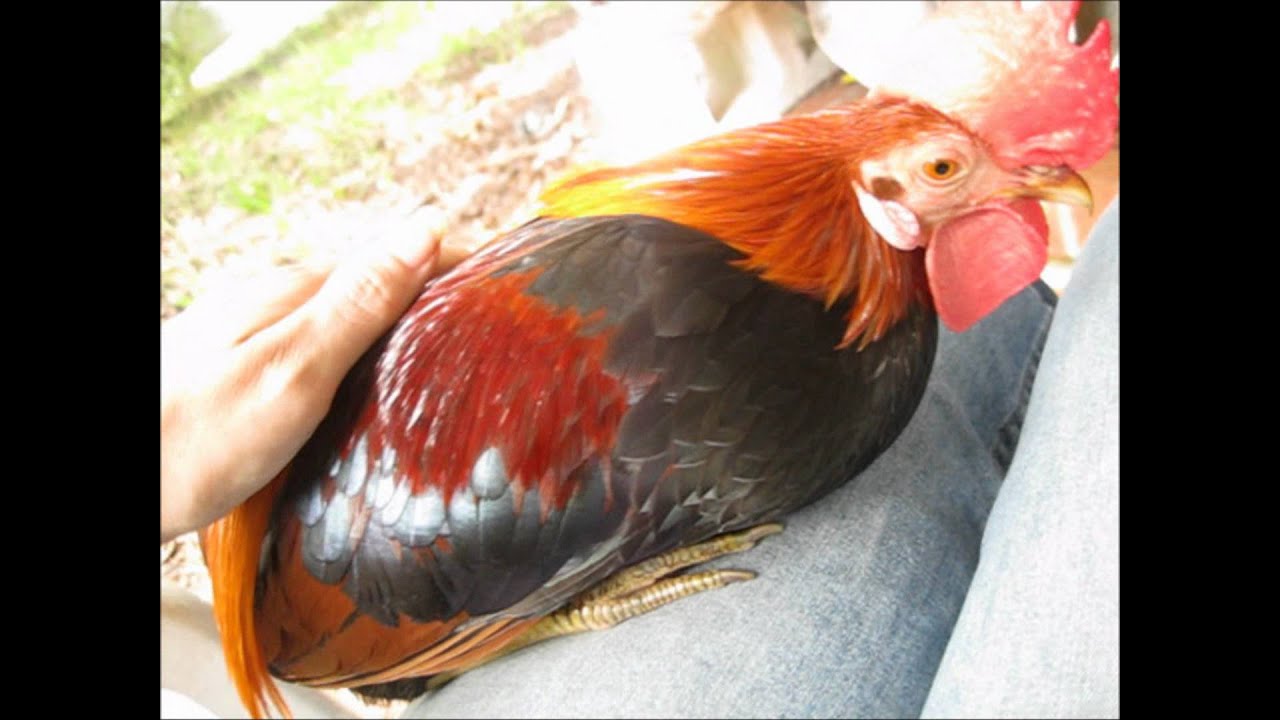 Petting a chicken for 5 minutes