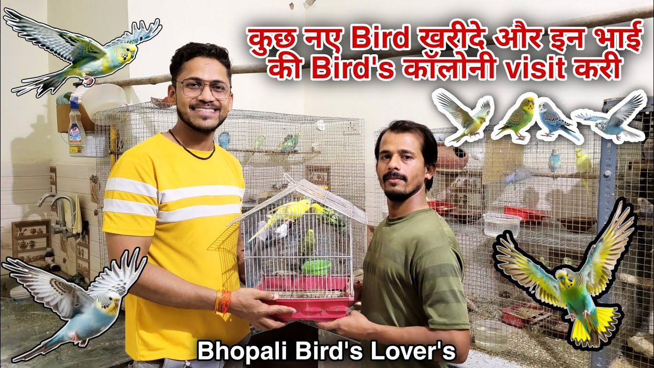 Budgie's Birds lene Gaye fir / kitne ? pair budgies hai yaha.