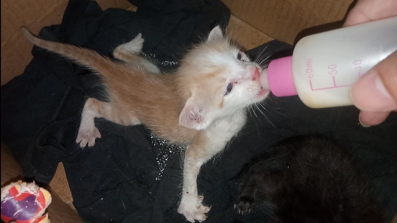 Adorable Rescue Orphan Kittens Found Nursing Mother Who Has Lost Her Kittens