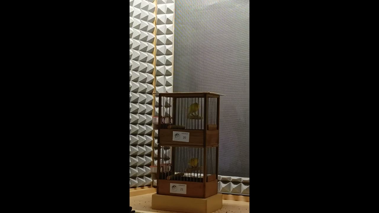 CAMPEÓN DE SALA Y 1º INDIVIDUALES GRANADA 2024