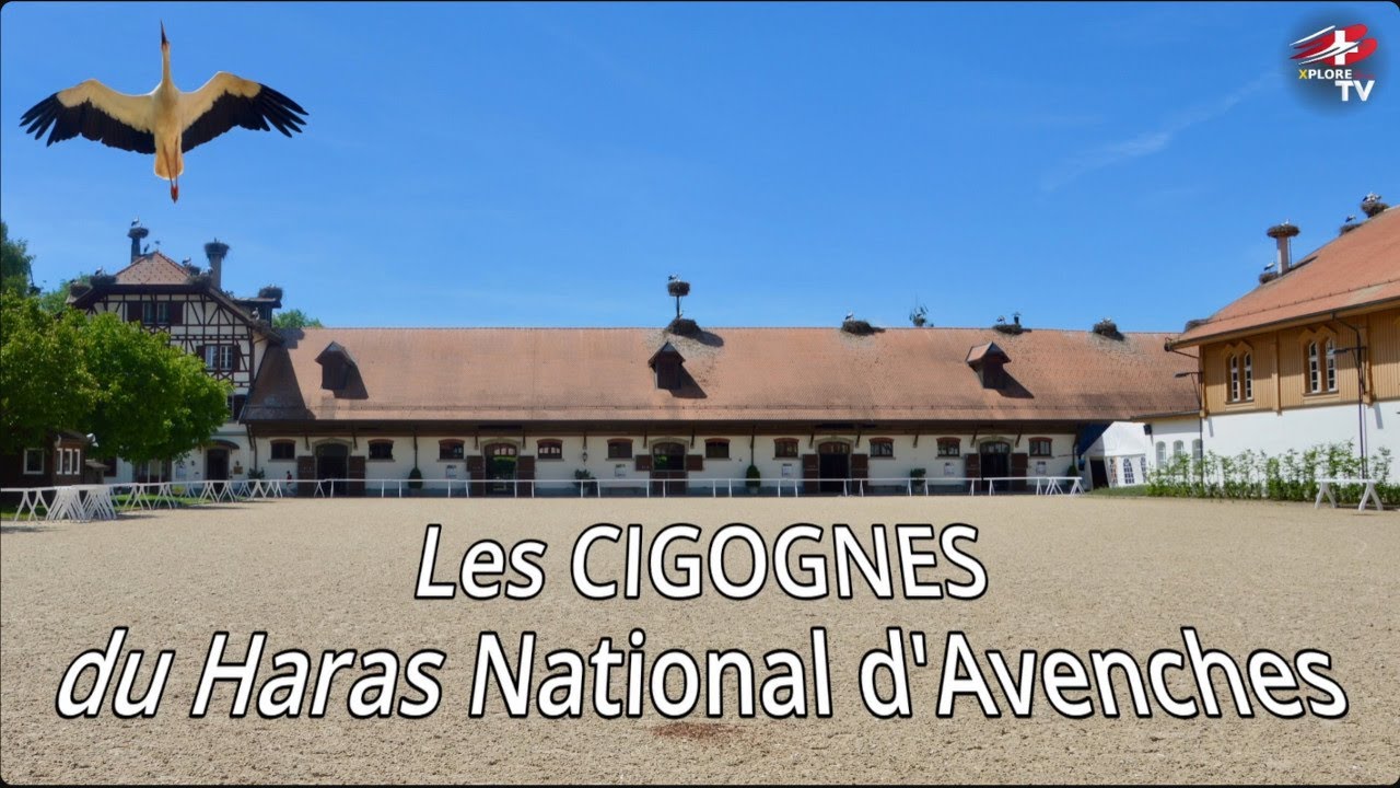 À la rencontre des cigognes du Haras d’Avenches 🕊️