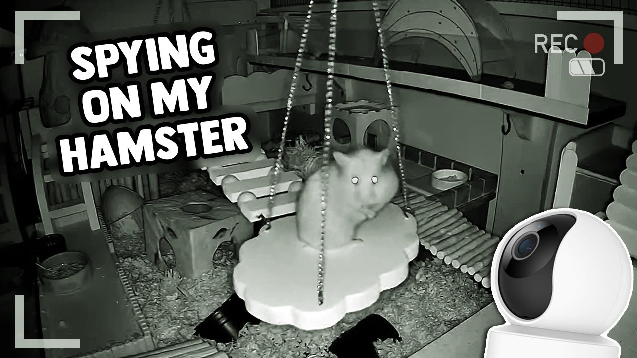 Spying On My Ghost Hamster | Night Vision Cam