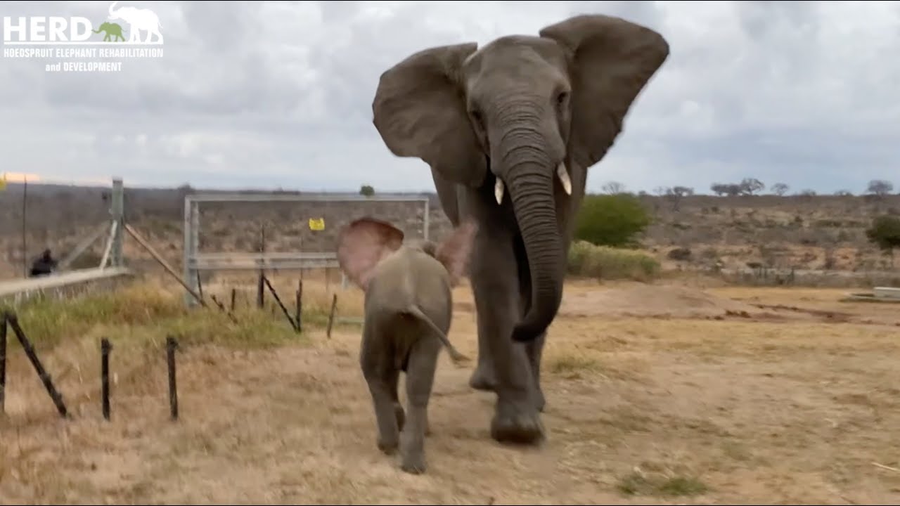 Orphaned elephant Khanyisa's adoptive sister Kumbura, comes to fetch her two mornings in a row!