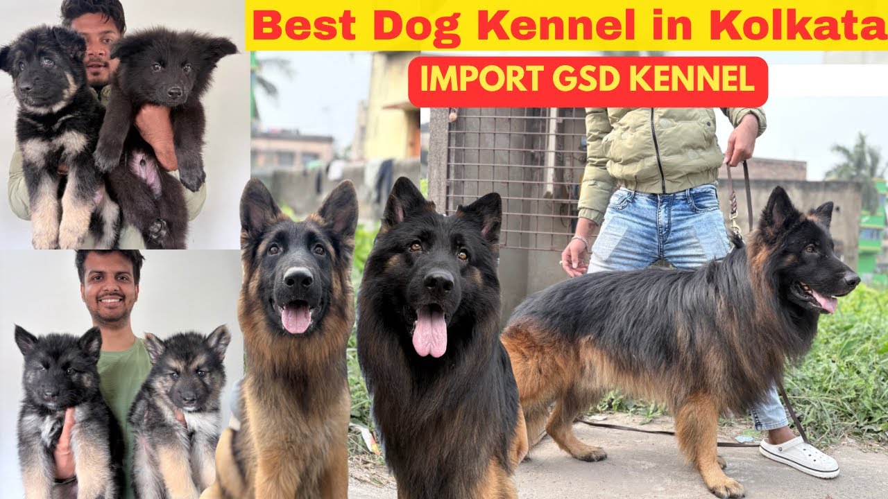 Kolkata Best & Cheapest German Shepherd Kennel  | Imported & Champion GSD 