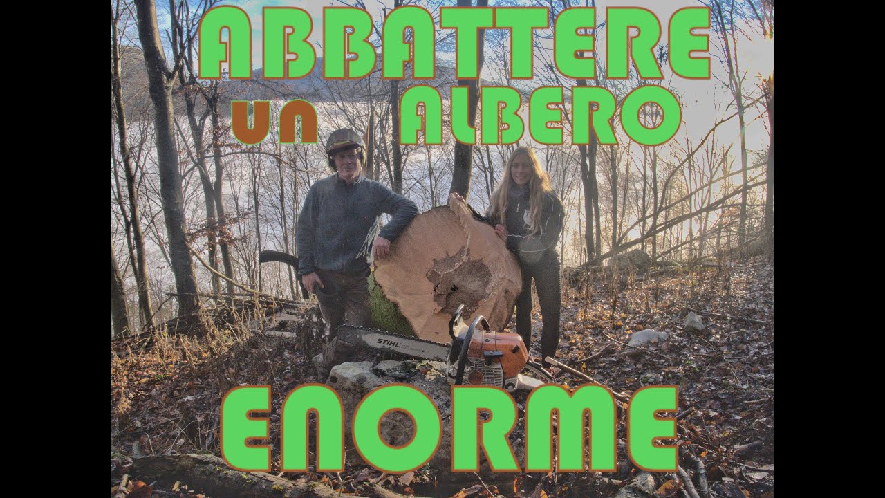 Come ABBATTERE un ALBERO da +50 QUINTALI