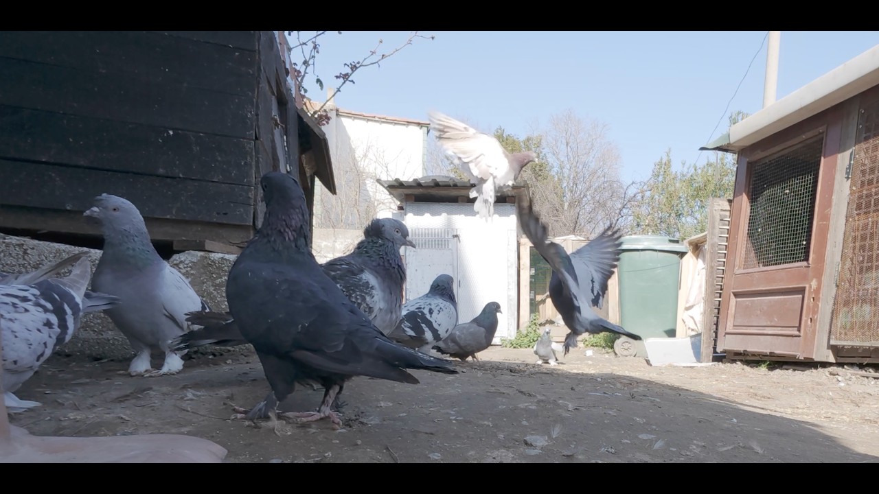 Güvercinlerde Günlük Rutin: Yumurta, Yavru Koruma, Yem Yeme ve Çöp Çekme Görevi Tamamlandı! 🕊️