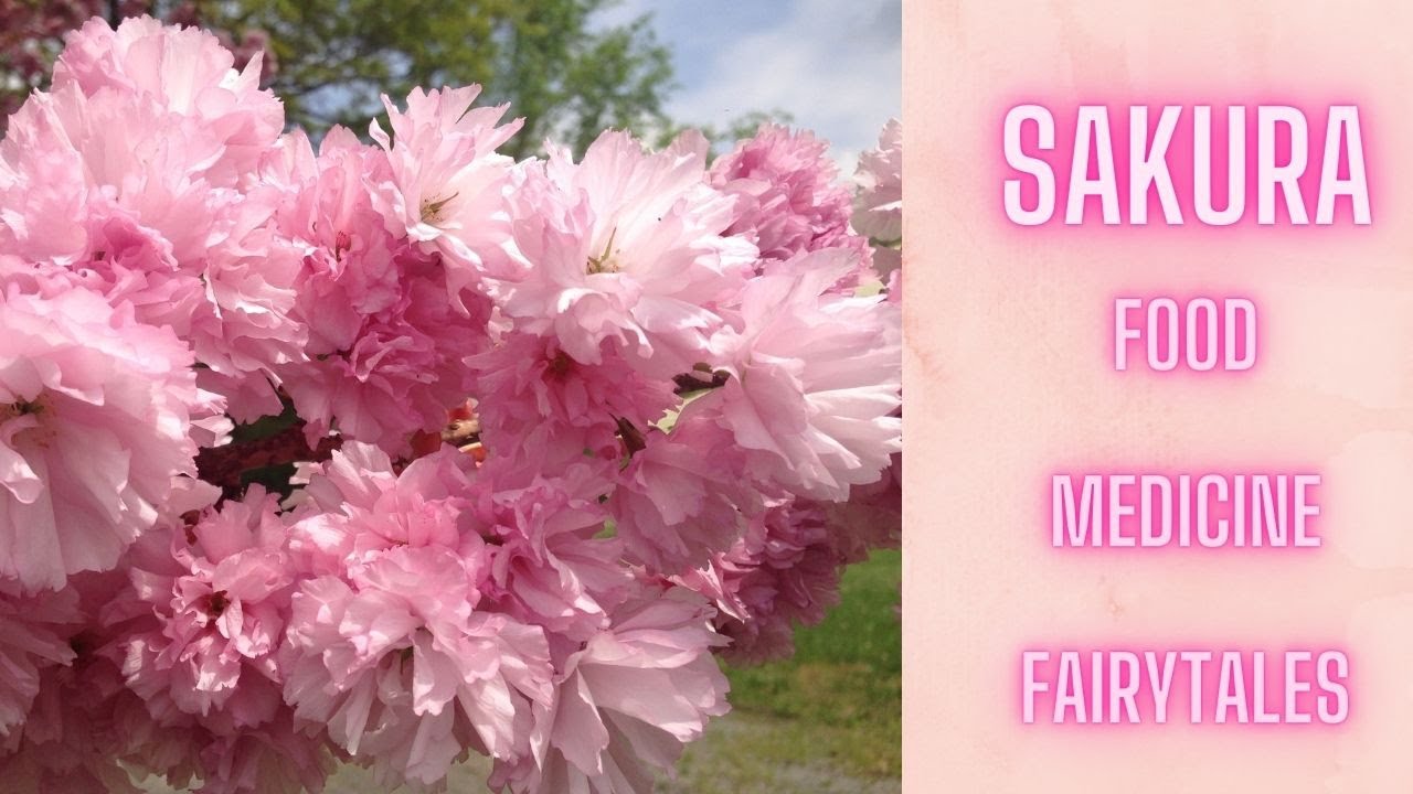 Sakura - Mythology & Medicine (Cherry Blossom Tea & Cookies!)