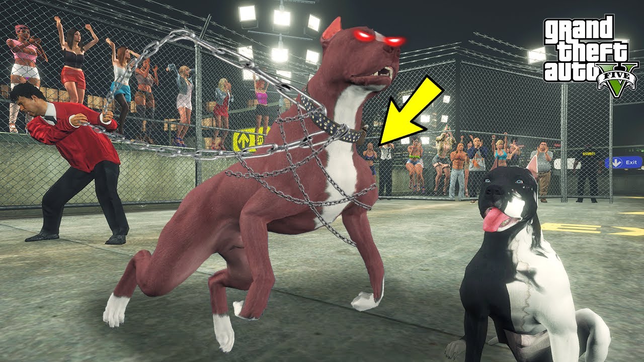 YAVRU PİTBULL VENOM CANAVAR PİTBULL MONSTER'LA TANIŞIYOR! - GTA 5