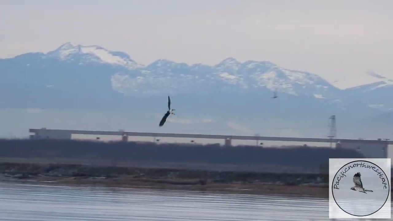 Eagle picks up his early morning breakfast....