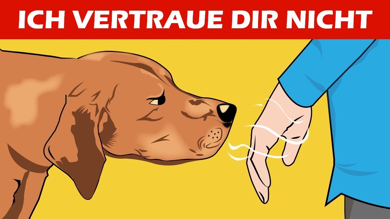 Wie Hunde schlechte Personen erkennen (und andere unglaubliche Fähigkeiten von Hunden erklärt)