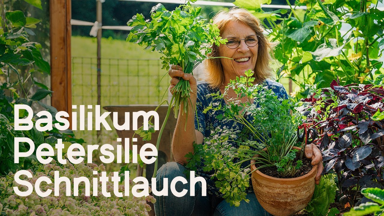 So erntet ihr richtig Petersilie, Schnittlauch und Basilikum, damit  sie gut weiterwachsen! 😋🌱