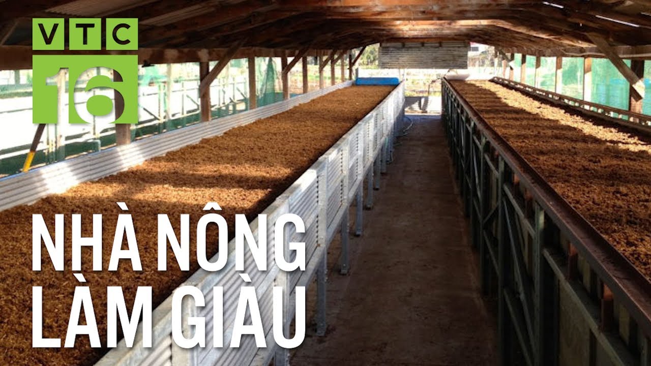 Thiết kế bể nuôi giun quế đúng kỹ thuật | VTC16