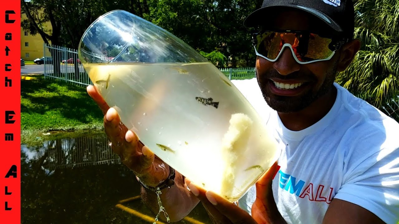 GLASS FISH TRAP vs BASKET FISH TRAP!......diy