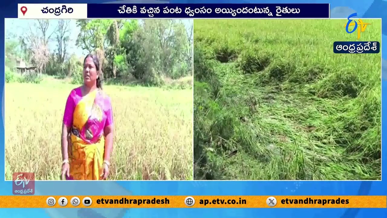 Heavy Rains Destroy Crops | Farmers Suffer Huge Losses in Tirupati Dist | Mango, Paddy Hit Hard