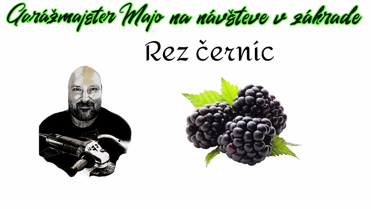 zimn&yacute;/ predjarn&yacute; rez čern&iacute;c #černice #rez #blackberry cut #Brombeerschnitt