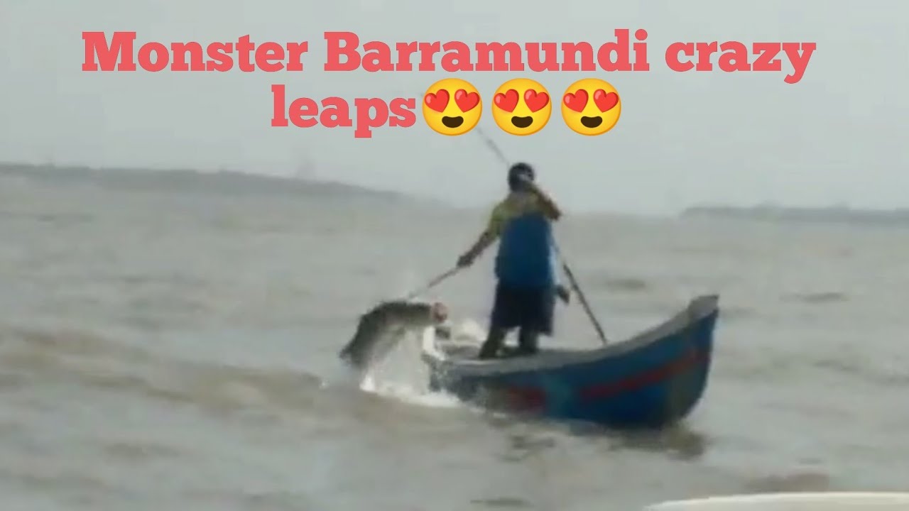 Monster Barramundi Acrobatics (one man show)😍 #shorts #barramundi #saltwaterfishing