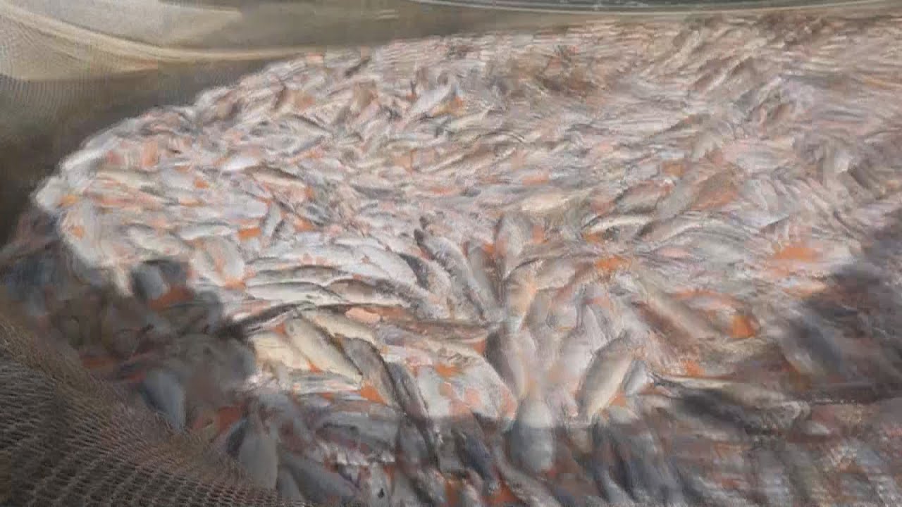 Chile perde mais de 5,5 milh&otilde;es de quilos de salm&atilde;o morto