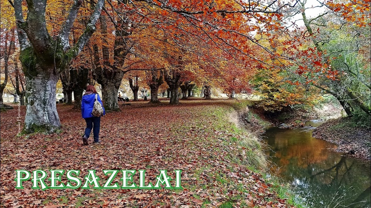 Hayedo de PRESAZELAI en otoño, Otxandio. Parque Natural de Urkiola, País Vasco