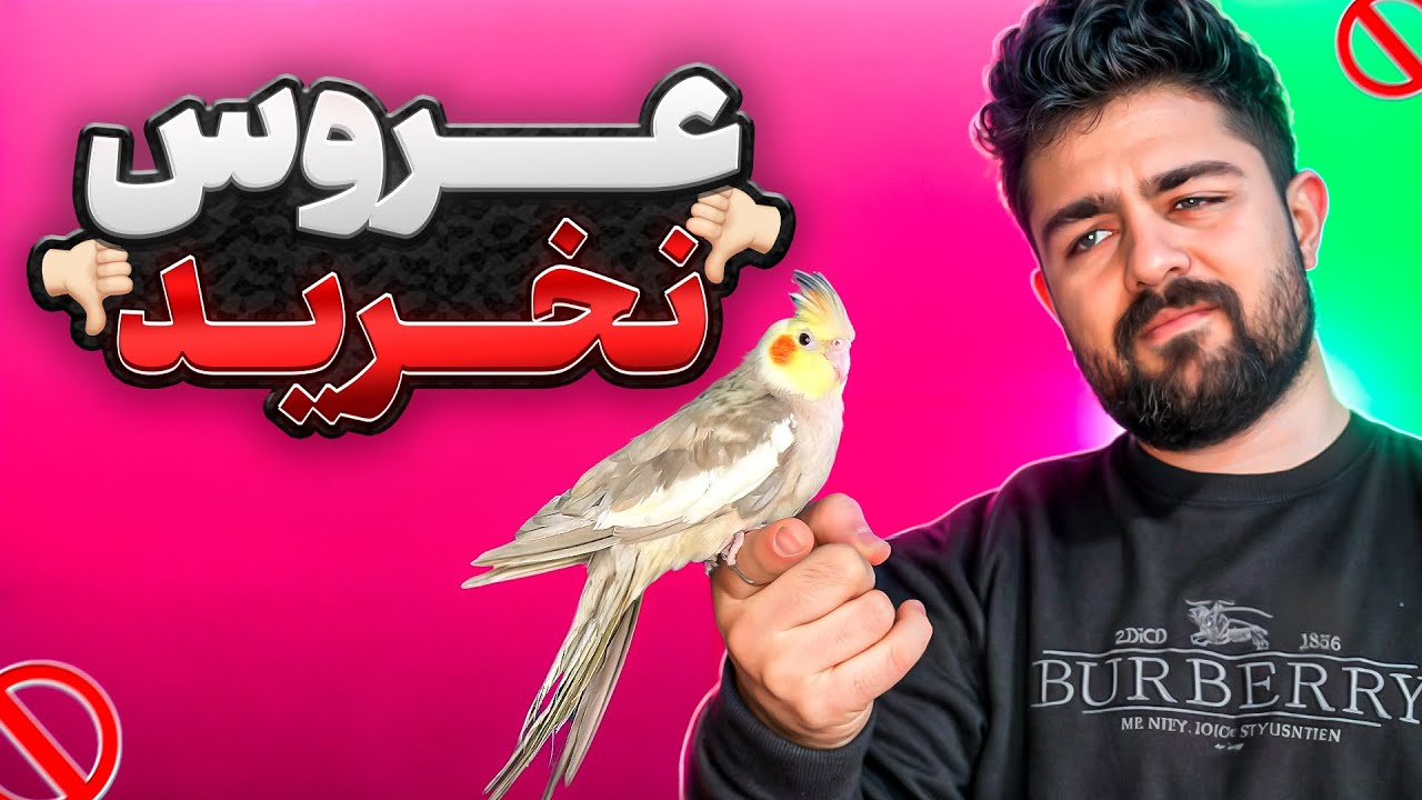 به این دلایل عروس هلندی نخرید