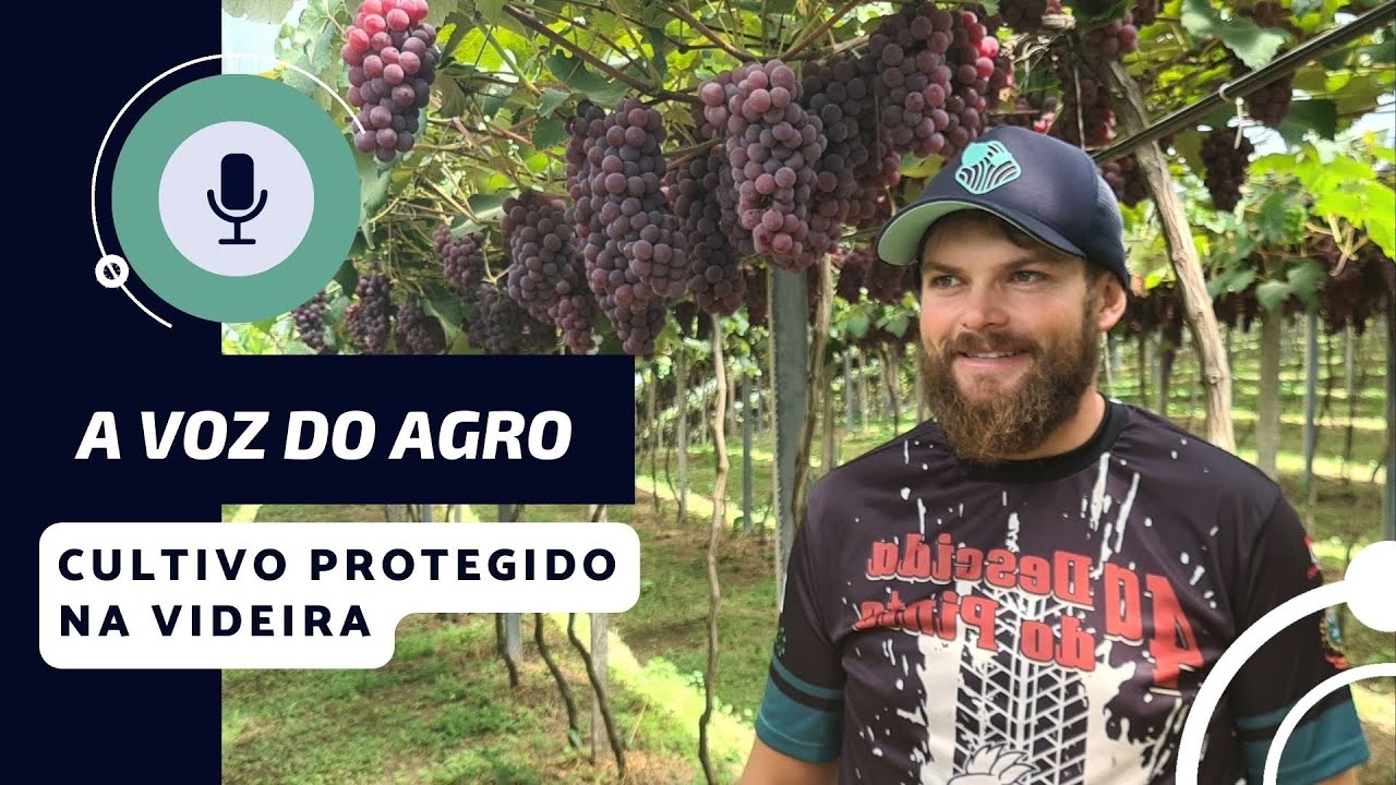 Cultivo da Videira de forma protegida na Serra Gaúcha- Uva coberta