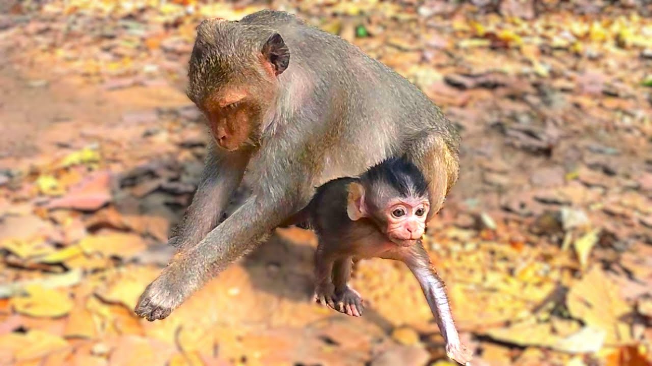 A Monkey Mom Teaching Her Baby to Find Food #monkey