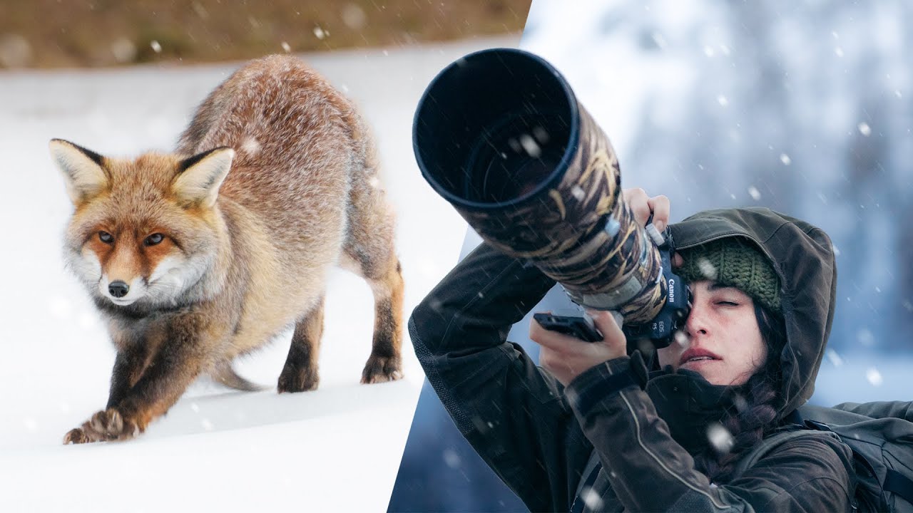 Fotografía de animales salvajes en el Gran Paradiso ❄️