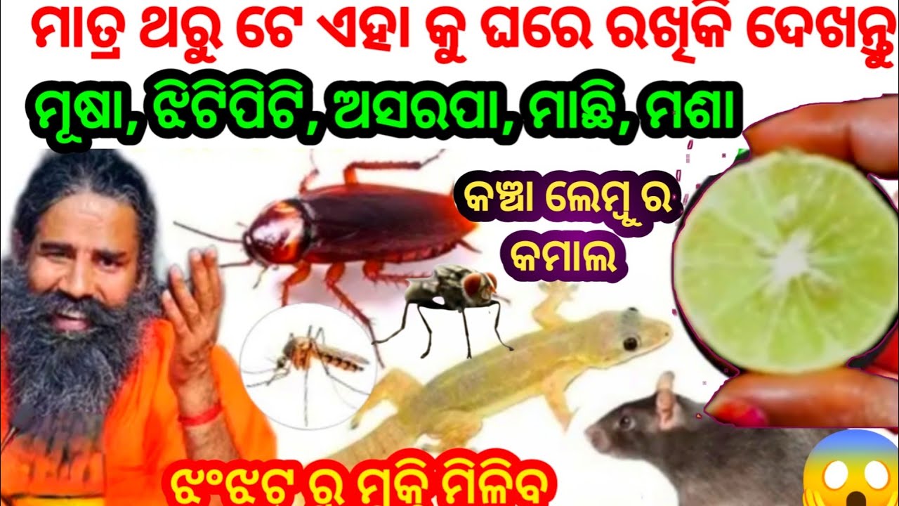 ଲେମ୍ବୁ ରେ ଥରୁ ଟେ ଏହି ଜିନିଷ ପକେଇ ଦିଅନ୍ତୁ😱ବର୍ଷବର୍ଷ ପର୍ଯ୍ୟନ୍ତ ଘର ର ଆଖପାଖ ଭି ମାଡିବେନି।odiakitchentips 