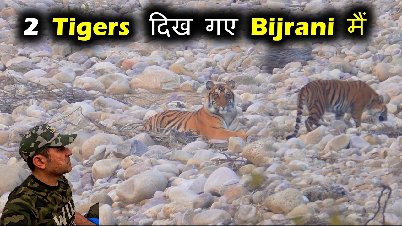 2 Tigers दिख गए Bijrani मैं | Jim Corbett | Bijrani Safari