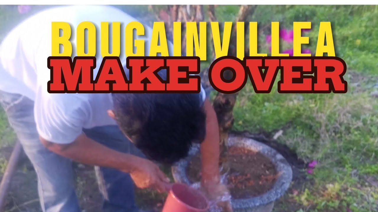 BOUGAINVILLEA MAKE OVER.