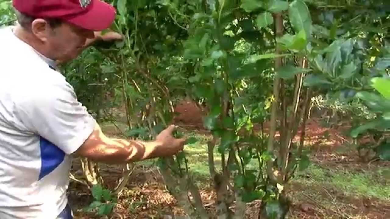 Cultivo de la yerba Mate, familia Froelich, Misiones, Argentina