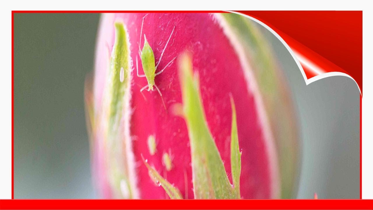 10 Common Rose Problems (And How To Fix Them) 🧧
