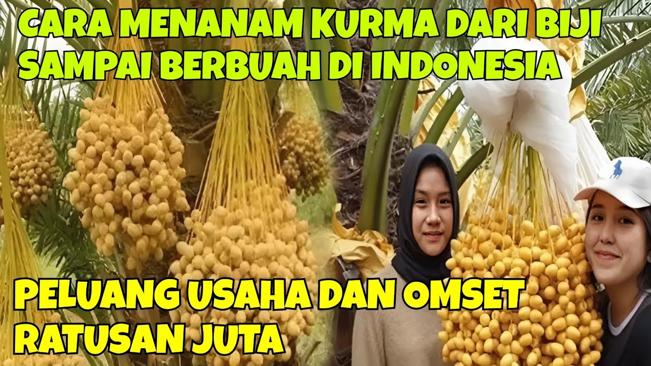 CARA MENANAM KURMA DARI BIJI SAMPAI BERBUAH DI INDONESIA || PELUANG USAHA DAN OMSET RATUSAN JUTA