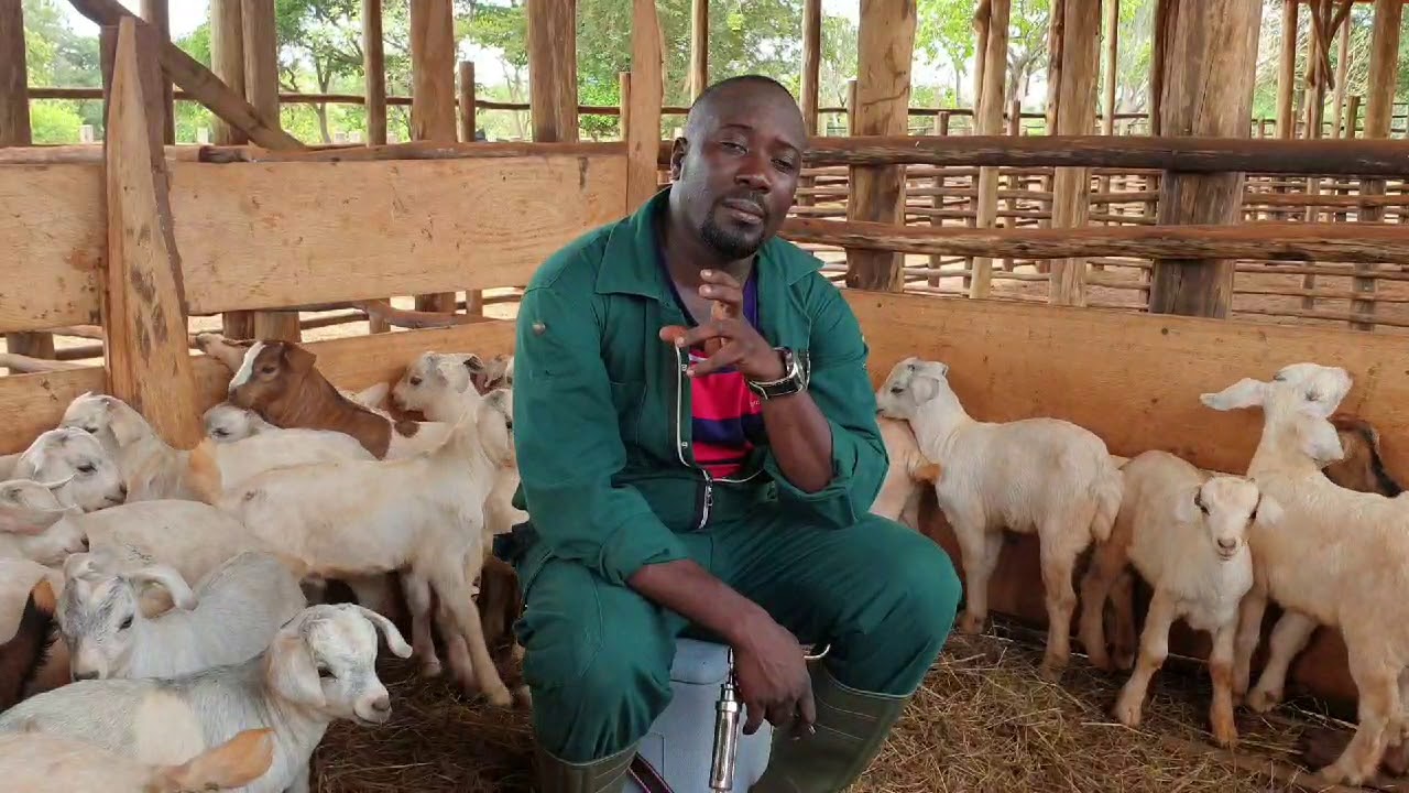 How to handle new stocked goats to prevent mortality for shipping fever