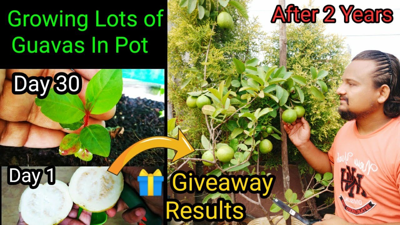 How To Grow Guava In Pot From Seed To Harvest ~ Two Years Updates + Giveaway Results