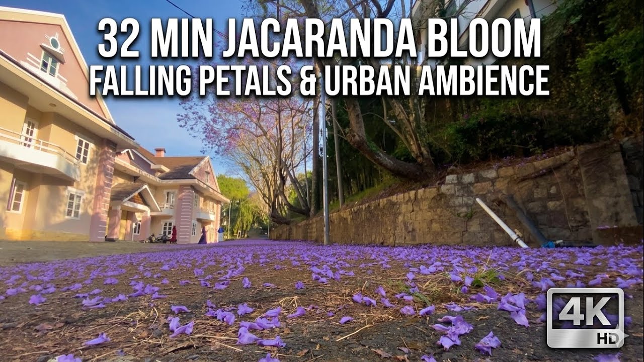 32 Min Purple Jacaranda Bloom | Falling Petals & Urban Life Ambience | 4K | Oppa Toai