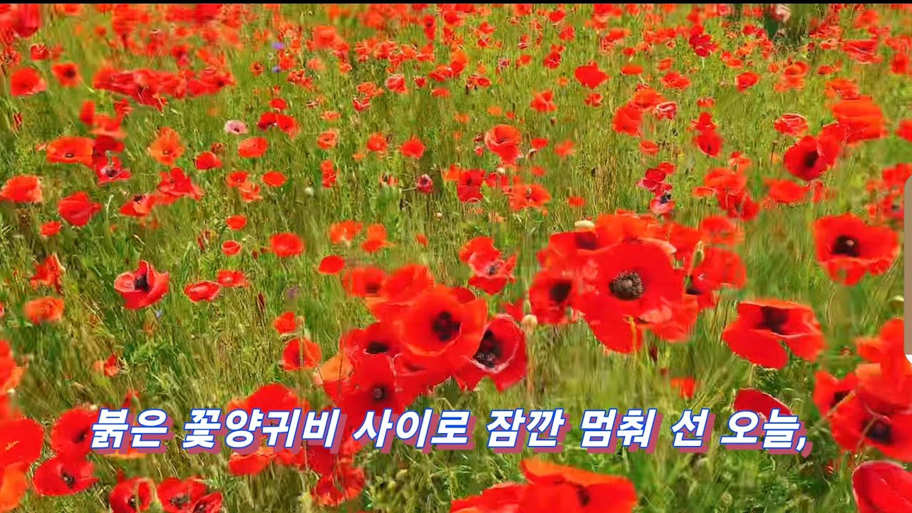 꽃양귀비 #오늘의위로 #개양귀비 #꽃구경