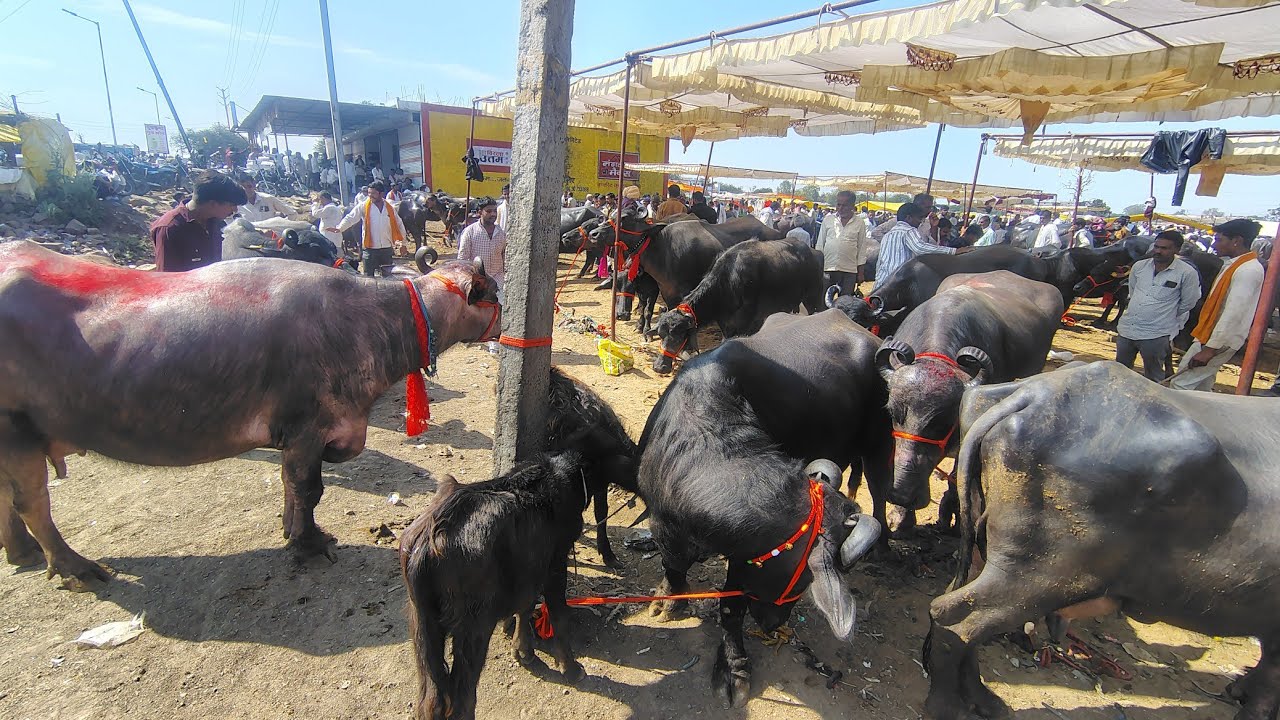 23 फरवरी घोंसला पशु मंडी में पहुंची बड़ी बडी भैंसे कीमतों में क्या सुधार आया?