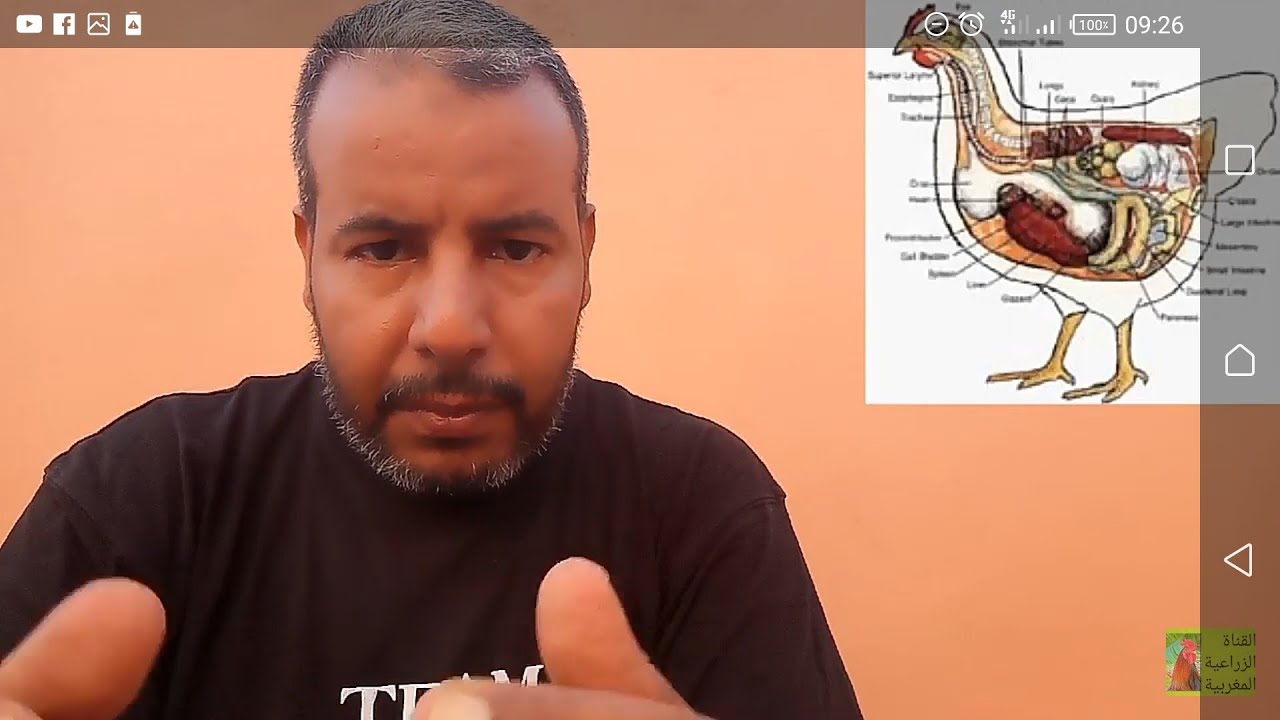 أسباب توقف الدجاج عن إنتاج البيض وعلاجها