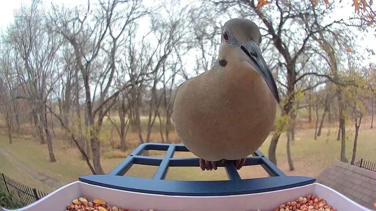 Everything That Visited My Feeder in One Day