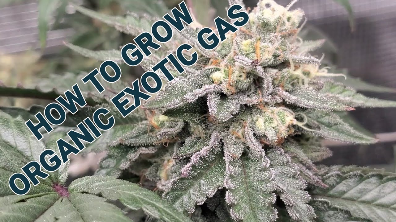 K.I.S. EPISODE 64 : HOW TO GROW ORGANIC EXOTIC GAS DANK LOUD ZAZA PHOTOPERIODS SEED TO FLOWER