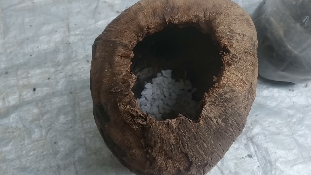 Substituição de xaxinho por casca de coco, plantando samambaia