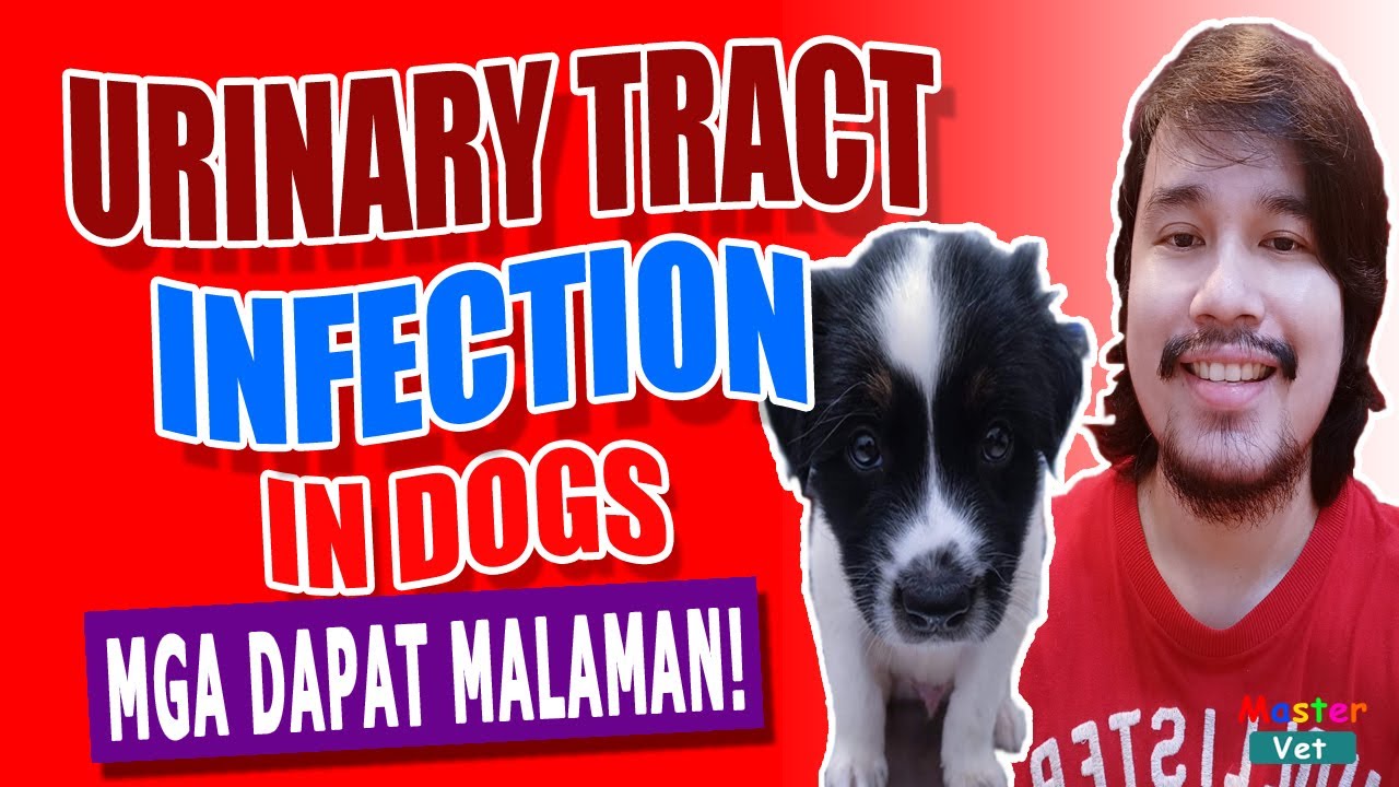 Urinary Tract Infection In Dogs | MasterVet