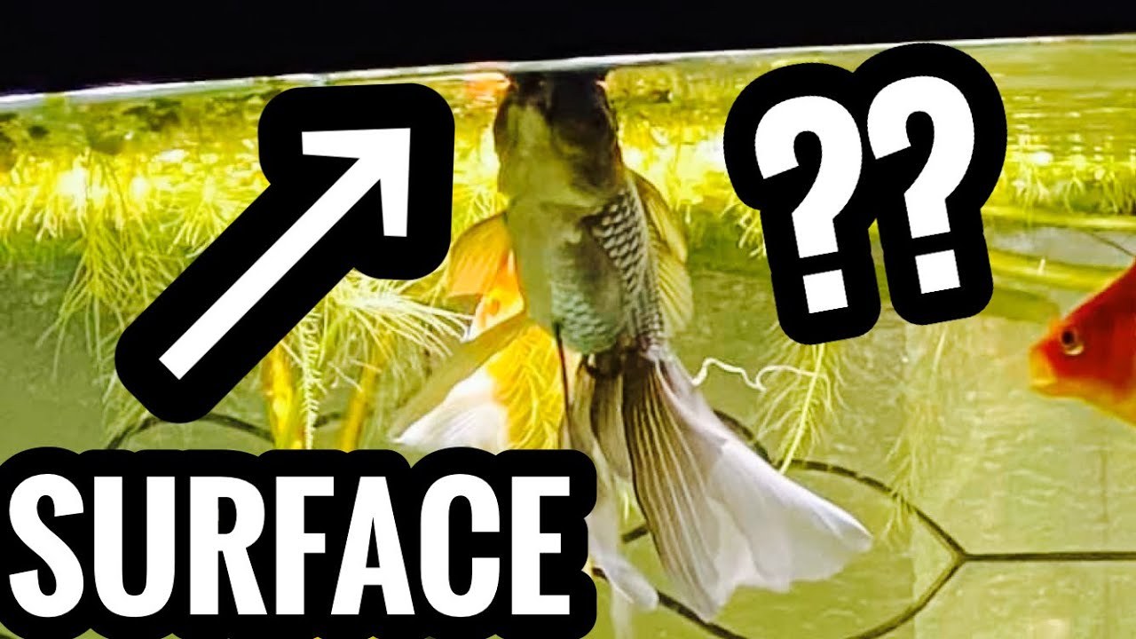 Fish are Gasping at Surface for Air? Top of the Tank