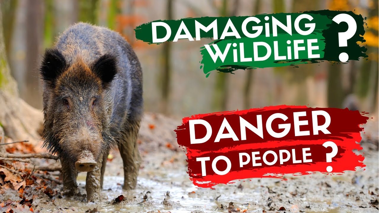 REWILDING BRITAIN - The Controversial Story of Wild Boar