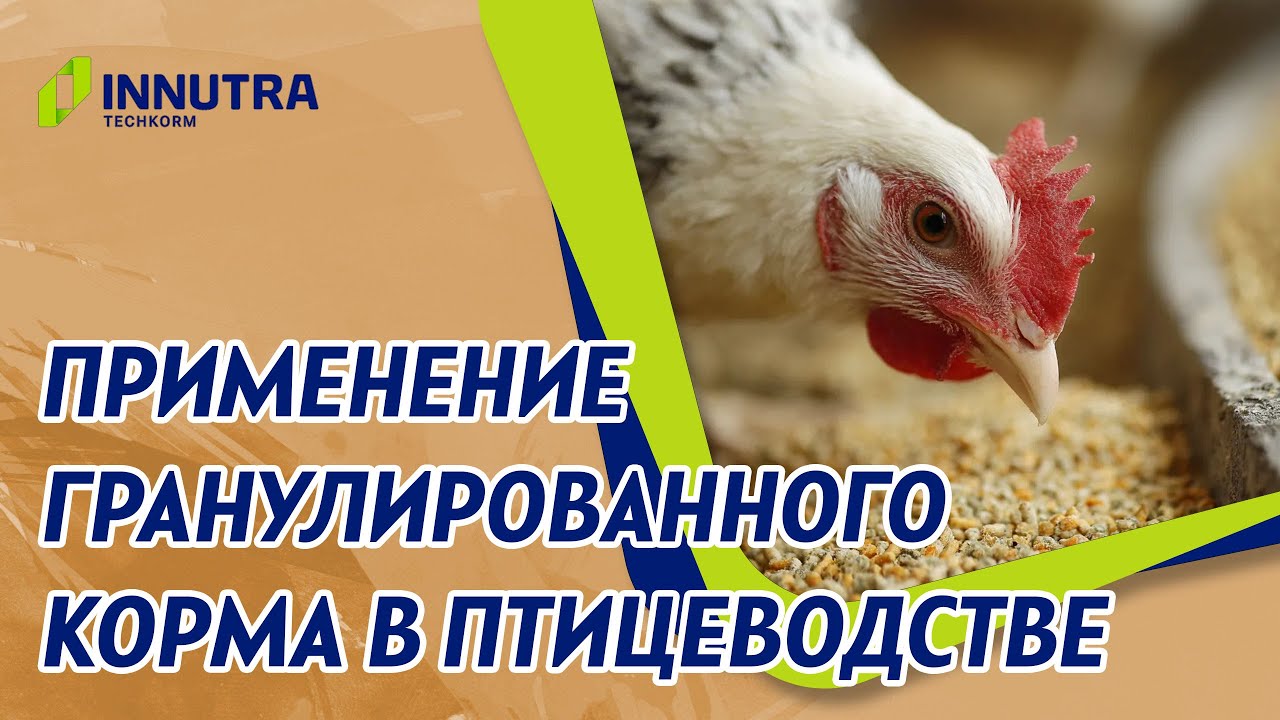 Применение гранулированных кормов в птицеводстве