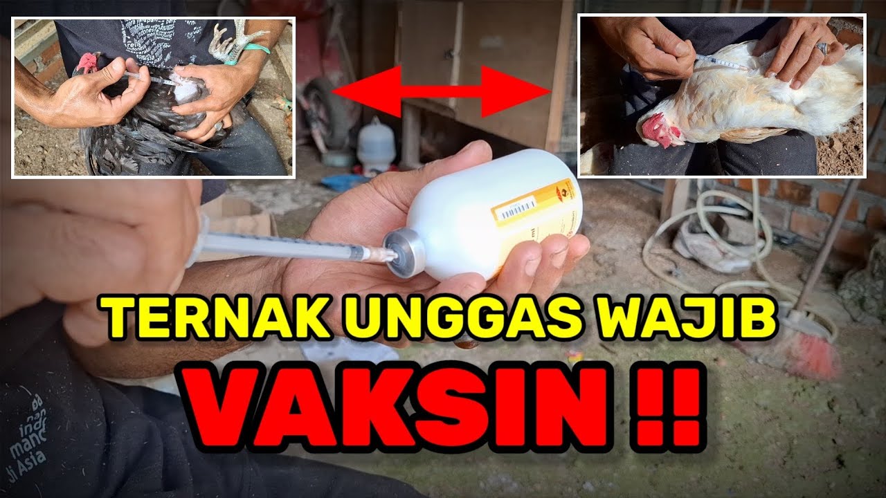 MENCEGAH KEMATIAN MASSAL‼️CARA SUNTIK VAKSIN YANG BAIK DAN BENAR PADA AYAM⁉️