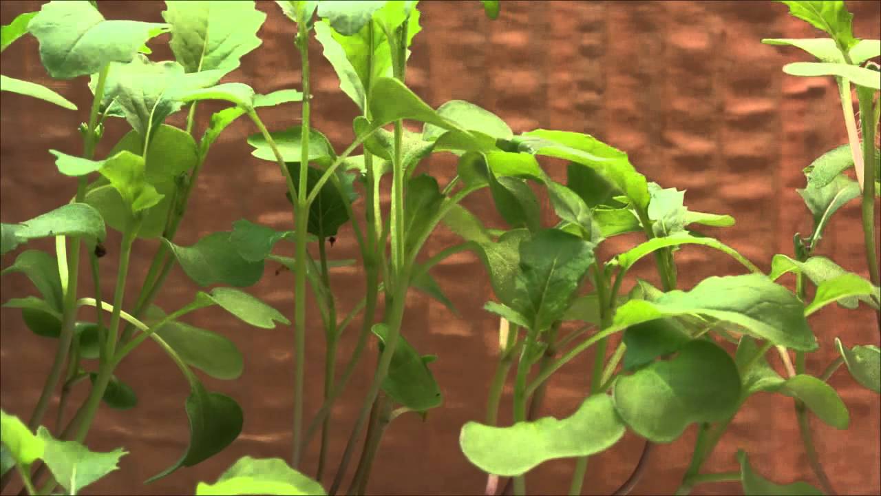 Fast-growing Brassica plant time lapse