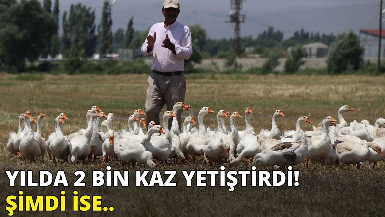 Yılda 2 bin kaz yetiştirdi... Şimdi Türkiye'nin birçok iline o hayvanları satıyor