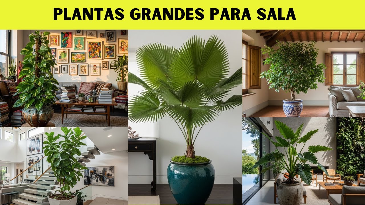 10 PLANTAS GRANDES PARA SALA