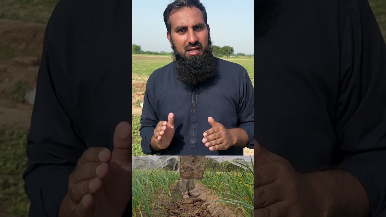 lehsen ki kasht #farming #organicfarming